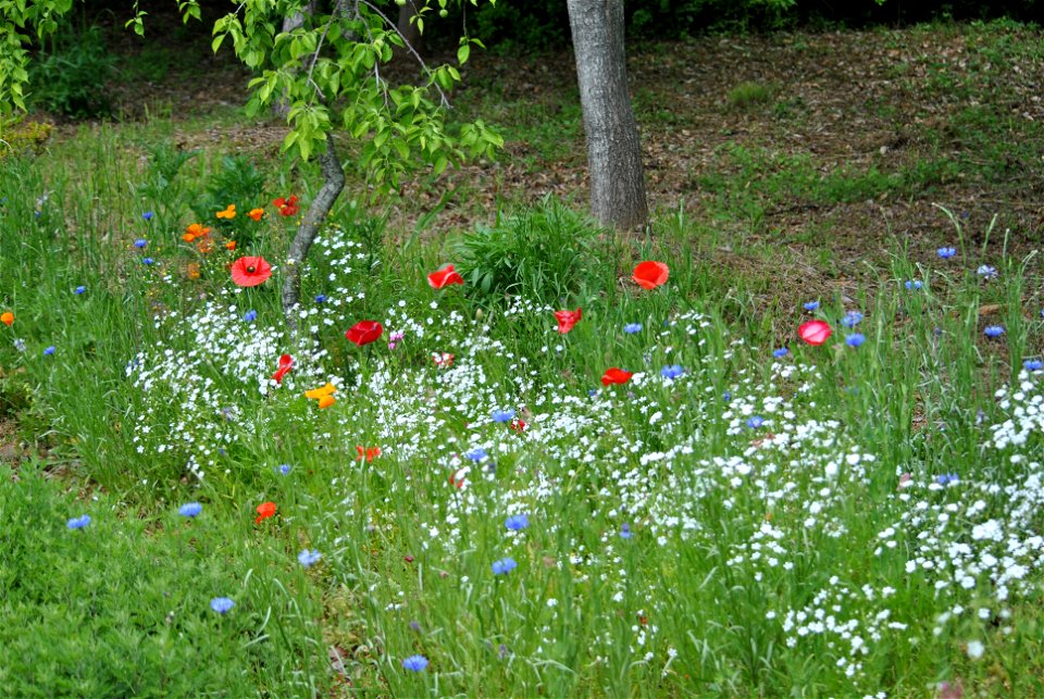 Suncheonman Bay National Garden Expo