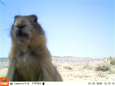 Prairie Dogs makes a Cameo photo