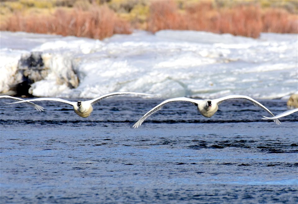 Trumpeter swan at Seedskadee National Wildlife Refuge