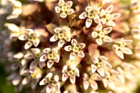 Milkweed Blossoms Closeup