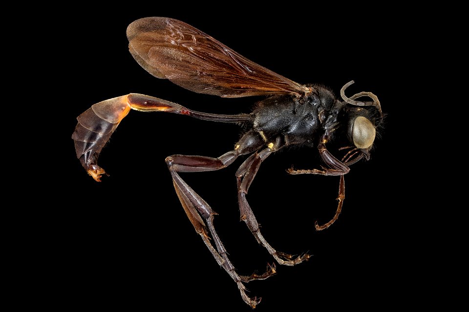 Ammophila pictipennis, m, right, Jorge Blay_2022-02-04-14.32.51 ZS PMax UDR-Recovered copy