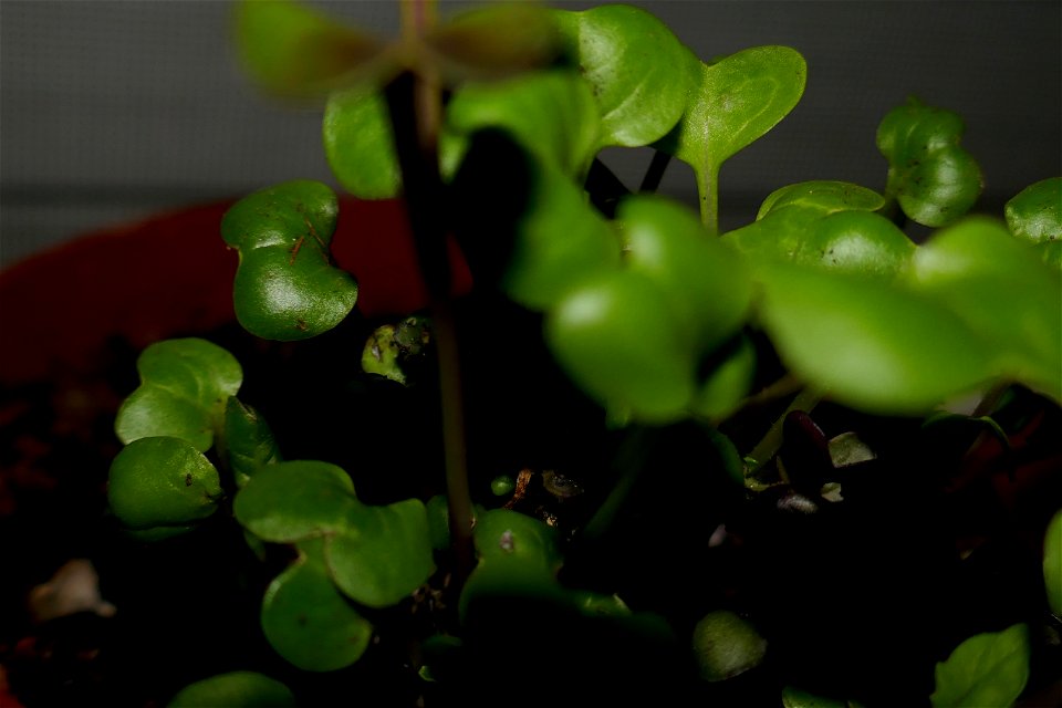 fabulous-foliage_2016_1005_064417
