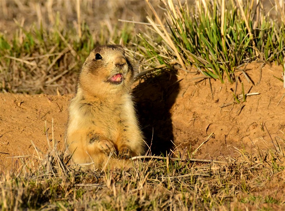 White-tailed prairie dog at Arapaho National Wildlife Refuge Colorado
