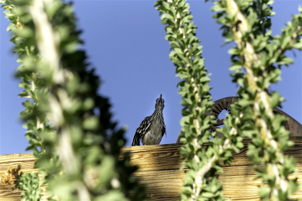 Greater roadrunner (Geococcyx californianus)