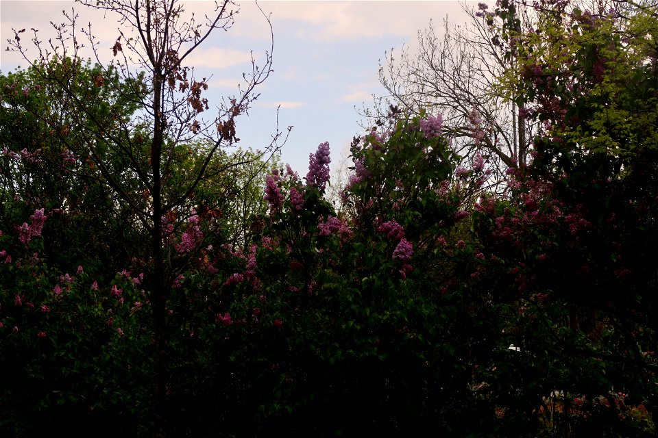 japanes_garden_rain_Herastrau (66)