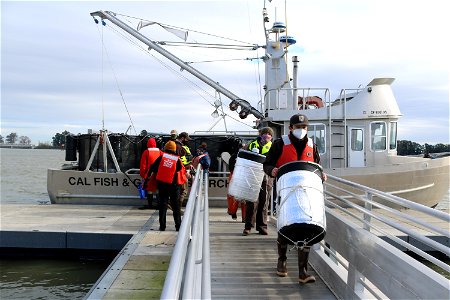 Delta smelt experimental release