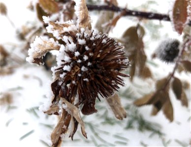 Echinacea Past and Future