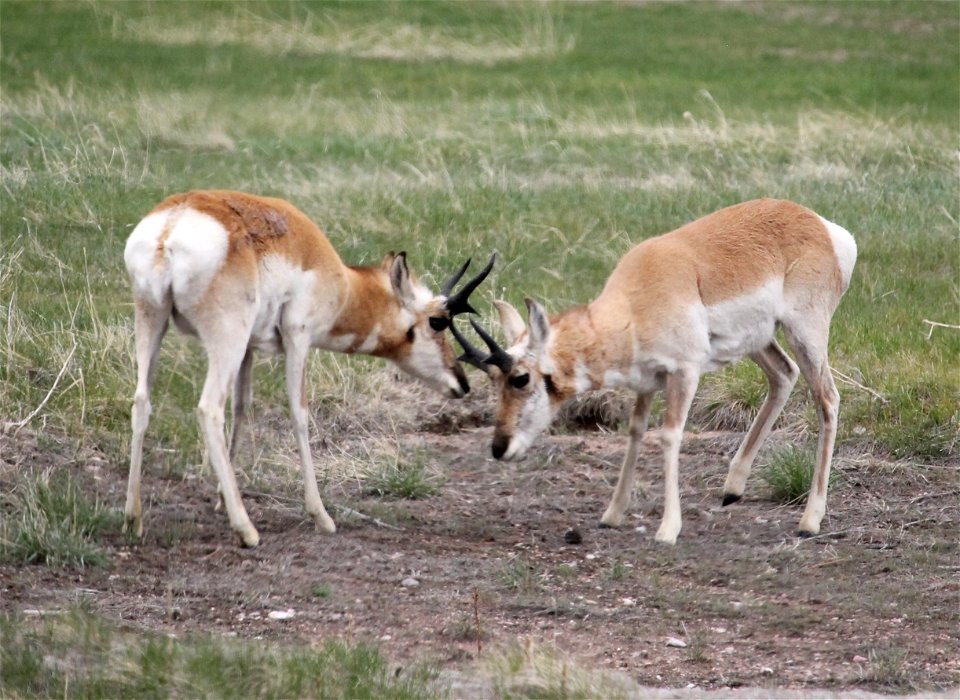 Pronghorn sparring