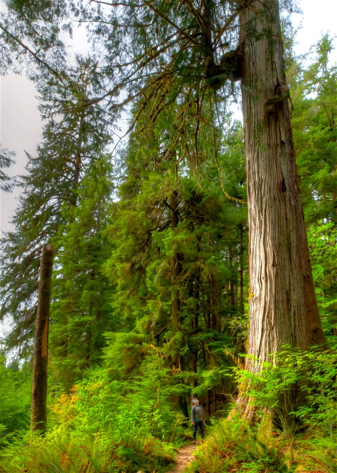 PNT-Olympic NF-Bogachiel River Rain Forest-2