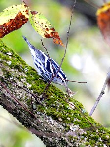 Black-and-white Warbler catching a moth