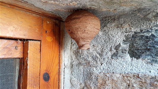 Hornet nest - nid de frelon