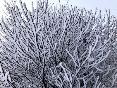 Densely Networked