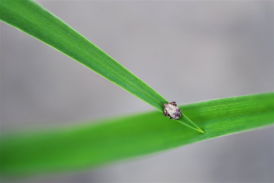 American dog tick