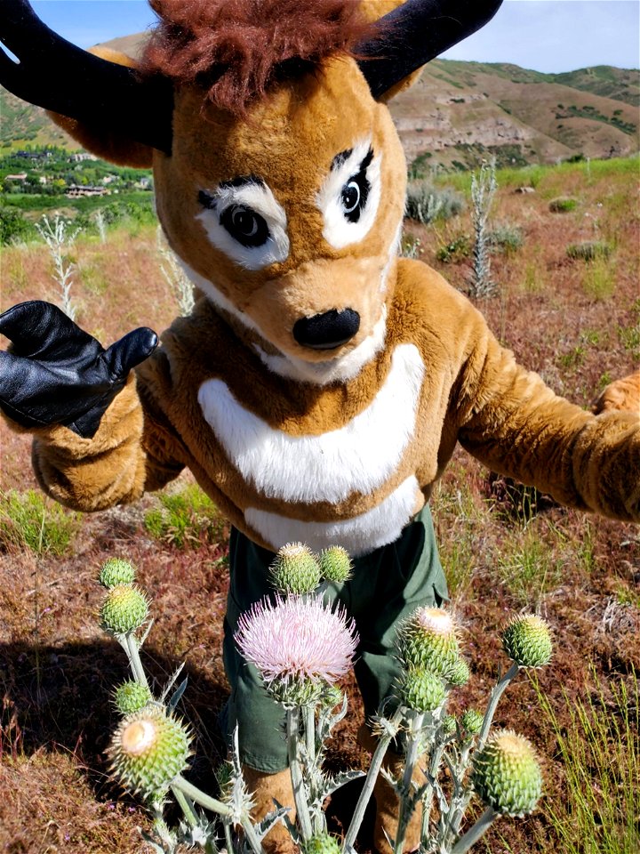 2022 Pollinator Week