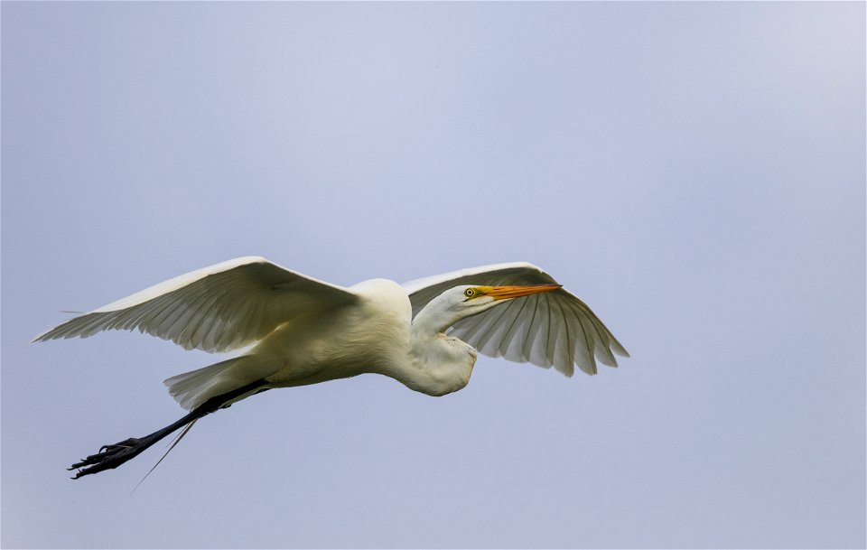 Great egret in flight photo