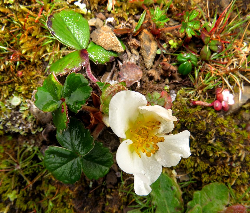 Fragaria chioensis (Coastal strawberry) (03-27-2022) point st george, del norte co, ca -01