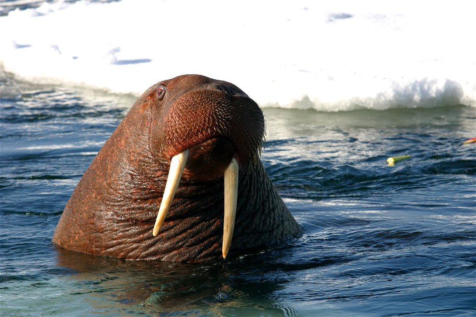 Young Bull Walrus