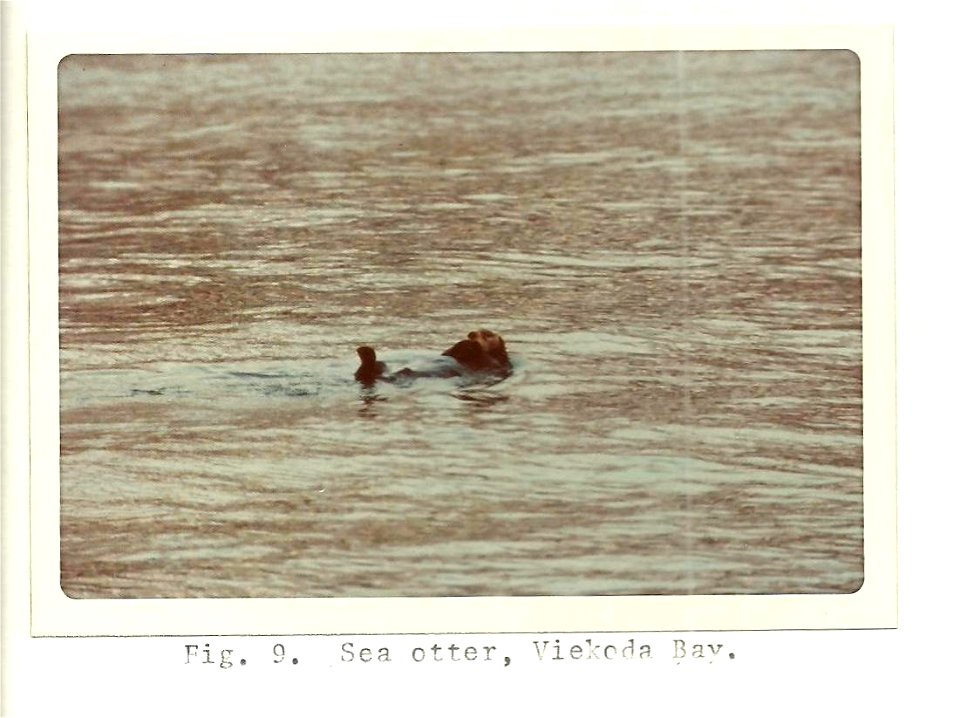 (1975) Sea Otter photo