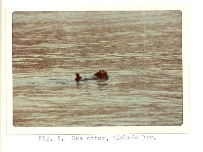 (1975) Sea Otter