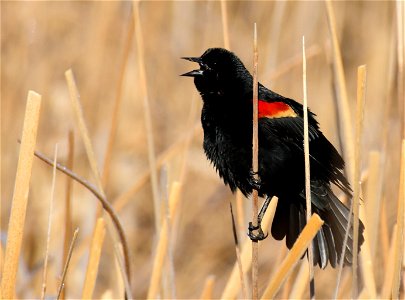 Red-winged blackbird at Seedskadee National Wildlife Refuge