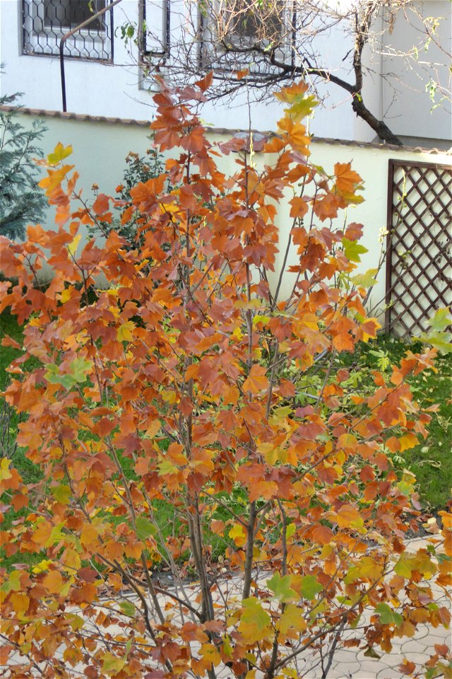 fall-clouds-HQ-NC2015_1116_102813(1)