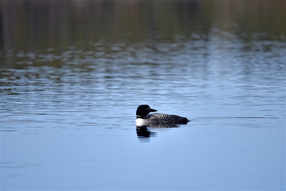 Common loon photo