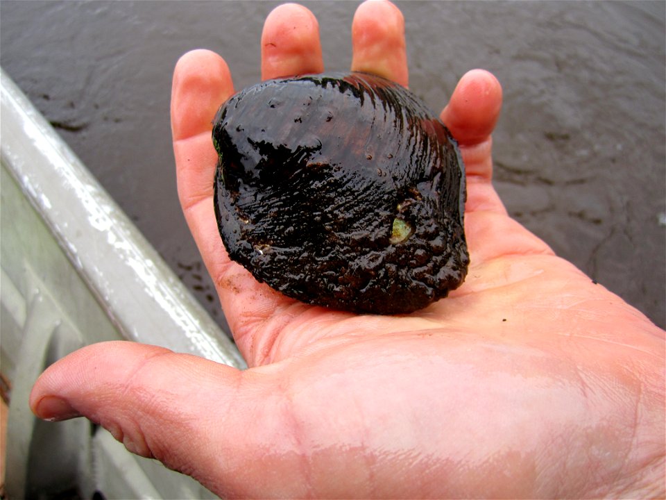 Unidentified Mussel