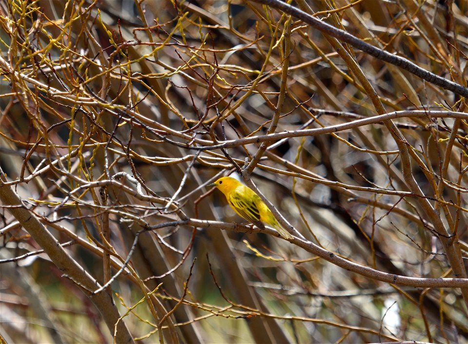 Yellow Warbler on the National Elk Refuge