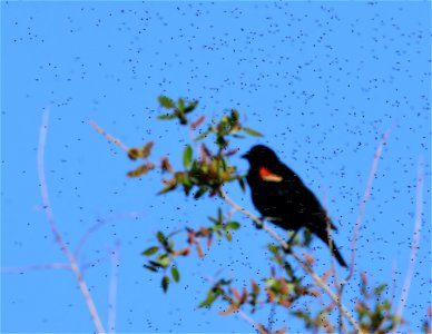 Adult midge swarm at Seedskadee National Wildlife Refuge Wyoming