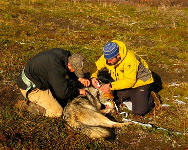 Wolf Data Collection