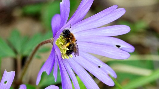 Wildbiene (Osmia cf. bicornis) auf Balkan-Windröschen (Anemone blanda)