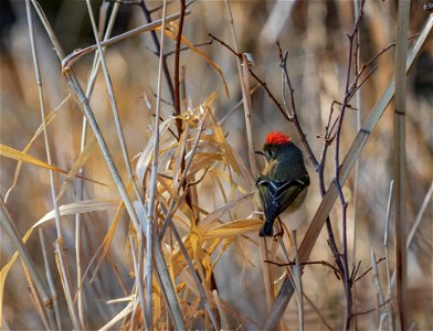Ruby-crowned kinglet photo