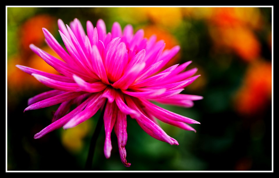 Dahlias labyrinth