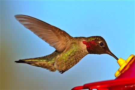 Hummingbird