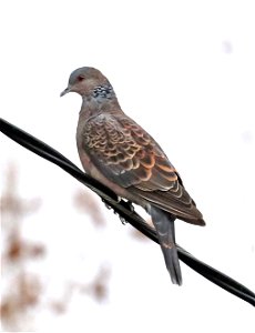 427 - ORIENTAL TURTLE-DOVE (02-20-2022) palo alto, santa clara co, ca.-01