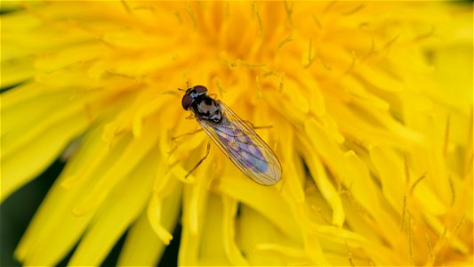 Matte Schwarzkopf-Schwebfliege (Melanostoma scalare) Weibchen