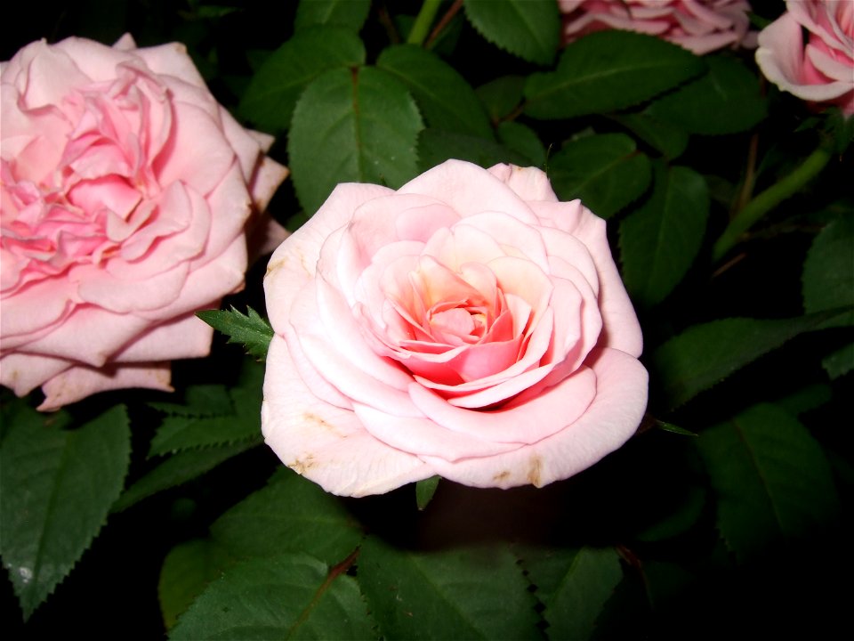 flori2009_0716_200844