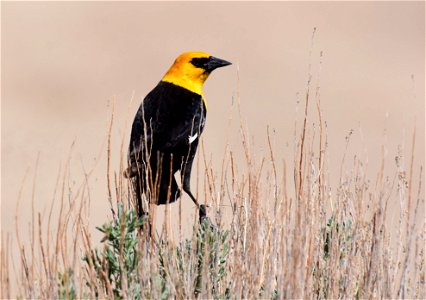 Yellow headed blackbird on Seedskadee National Wildlife Refuge photo