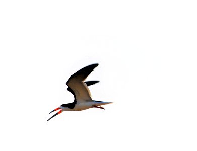Black skimmer