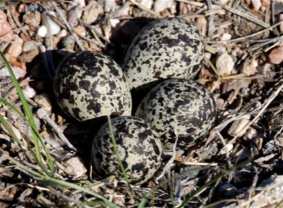 Killdeer eggs photo