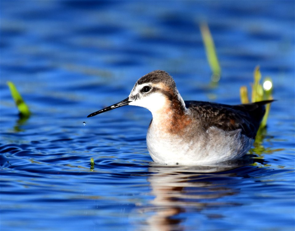 Wilson's phalarope at Seedskadee National Wildlife Refuge