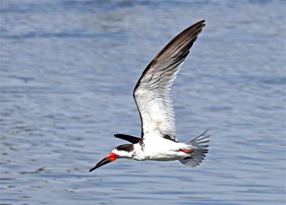 393 - BLACK SKIMMER  (02-12-2023) birding center, south padre island, cameron co, tx -08