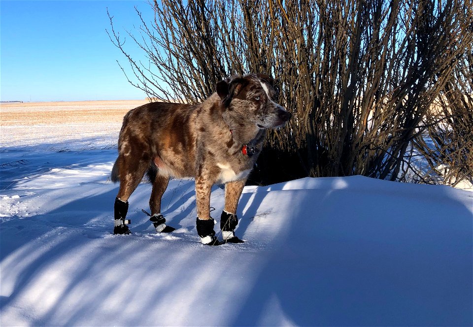 Mr King of the Snow Drift