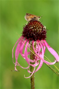 Dakota Skipper Butterfly on Purple Coneflower photo