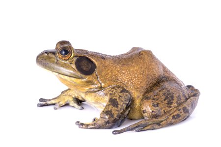 American bullfrog photo
