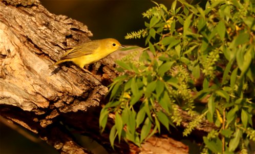 Female Yellow Warbler Huron Wetland Management District photo