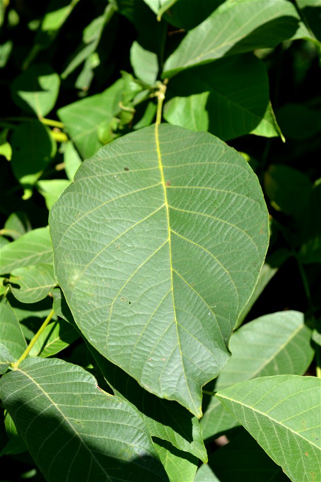 Walnut leaf photo