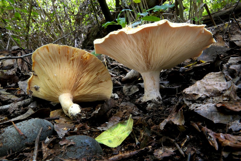Paxillus involutus.