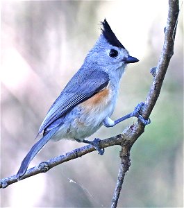 682 - BLACK-CRESTED TITMOUSE (01-14-2022) national butterfly center, hidalgo co, tx -03