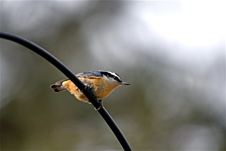 Red-breasted nuthatch photo